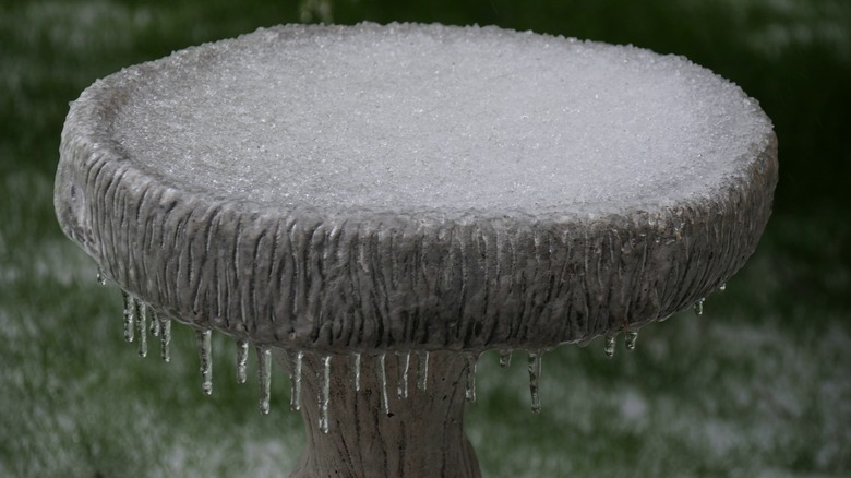 bird bath with frozen water