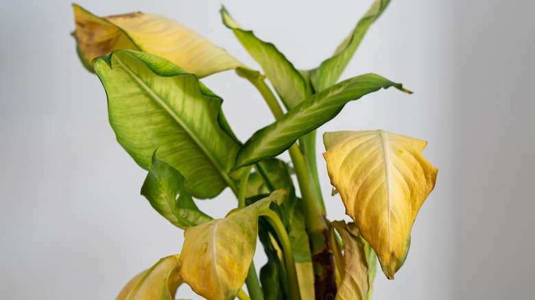 dieffenbachia plant with yellowing leaves