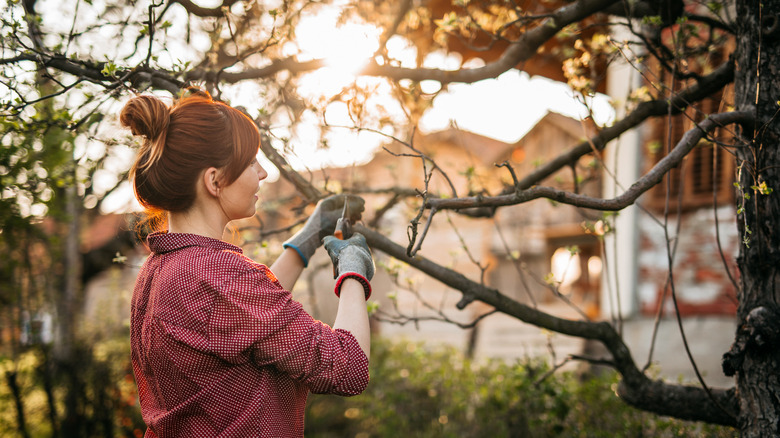 Woman pruning a tree