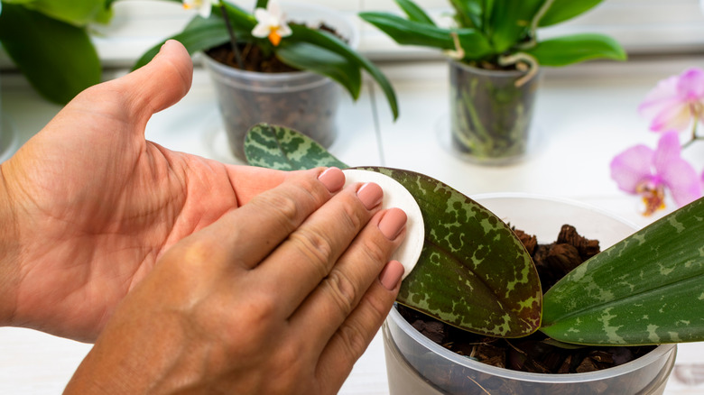 Wiping orchid leaves 