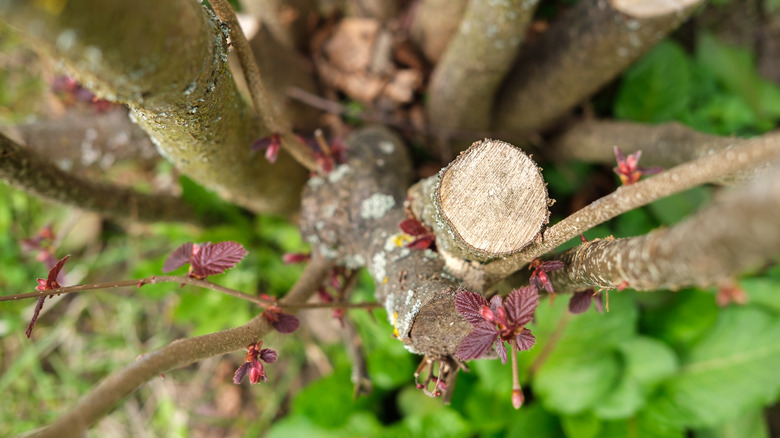 pruned plant