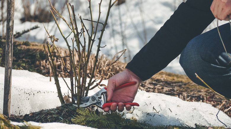 winter pruning