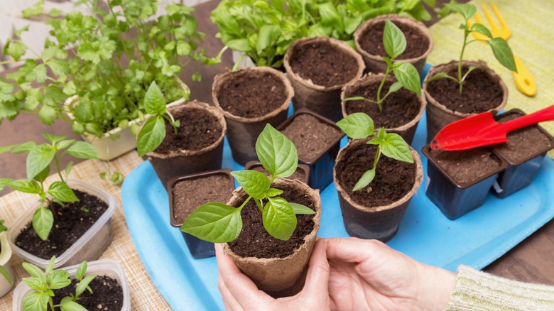 Planting pepper plant seedlings