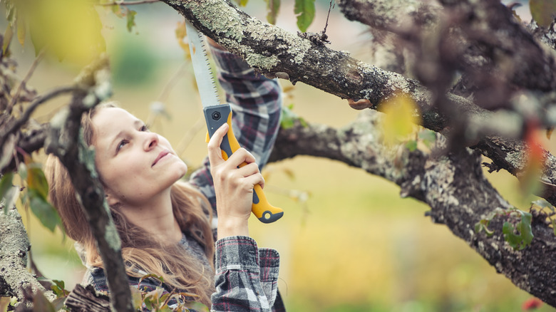 Person pruning tree 