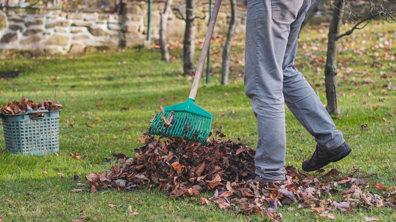 Person raking leaves