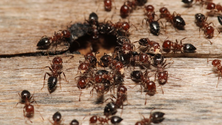 Carpenter ants swarming hole wooden floor