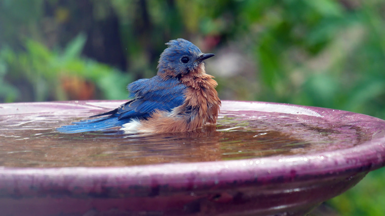 bird sitting in birdbath