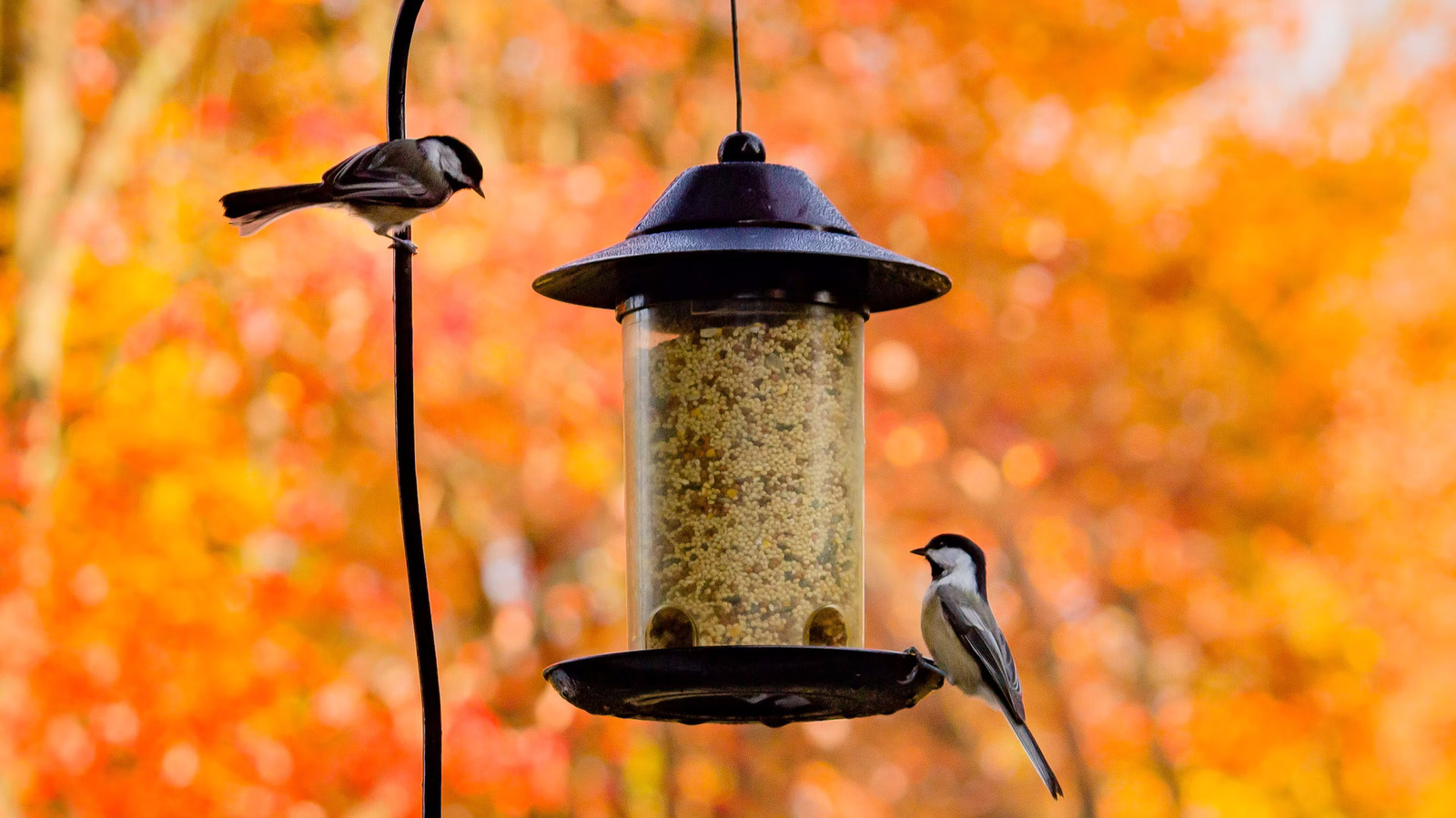 The Best Ways To Bring More Birds To Your Yard During Fall