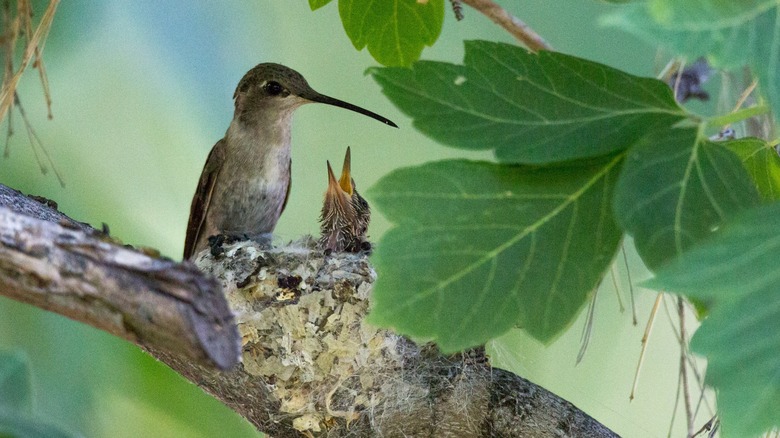 adult hummingbird and hatchling on nest