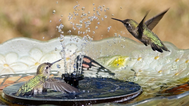 two hummingbirds in a birdbath fountain