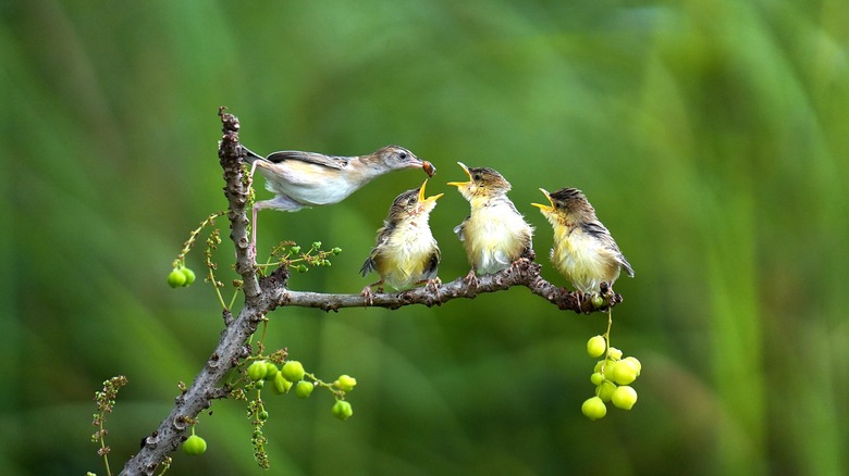 adult hummingbird feeding insects to her young