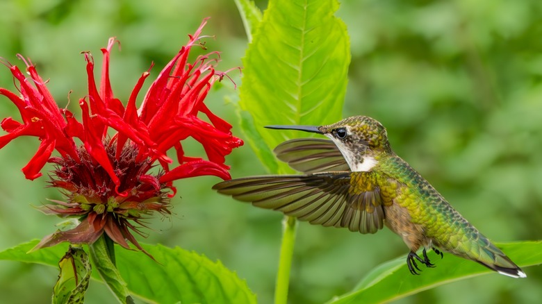 a hummingbird feeds from red monarda flowers