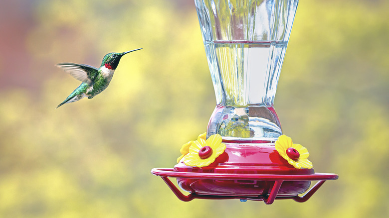 hummingbird flying near feeder