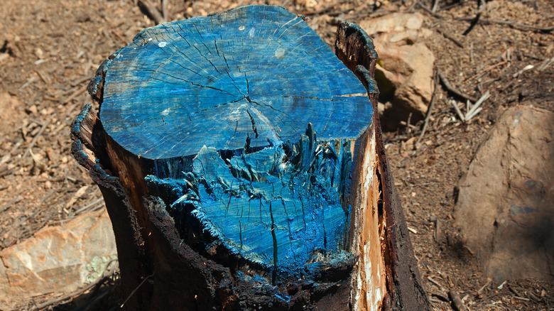 Stump covered in chemicals