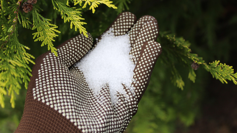 Epsom salt in gloved hand