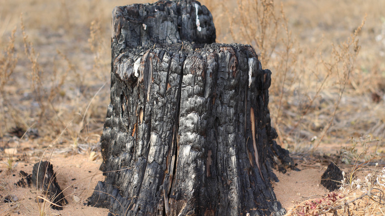 Closeup burned stump