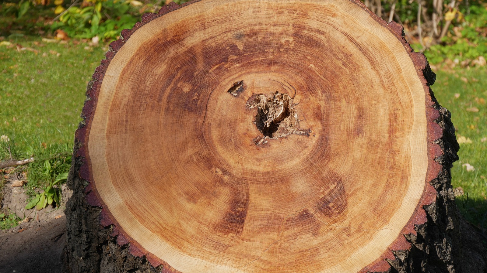 The Best Ways To Get Rid Of Pesky Tree Stumps