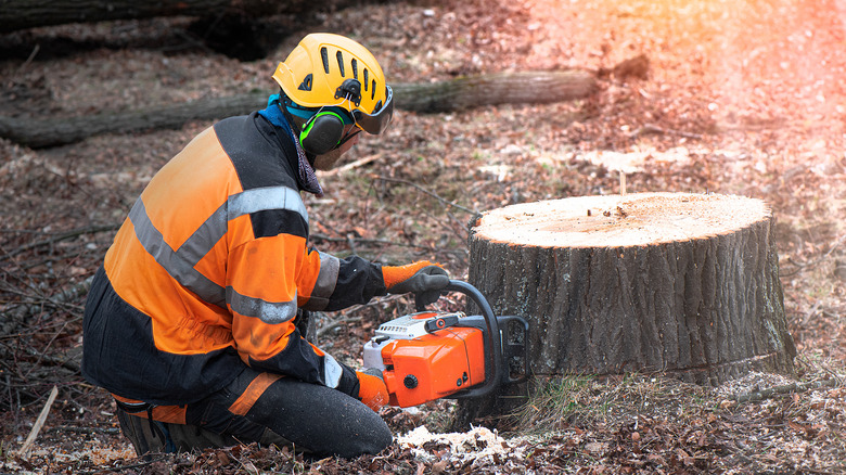 Worker removing stump with chainsaw
