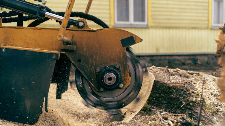 Stump grinder in action