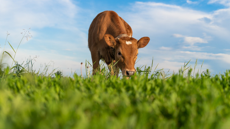 cow eating grass