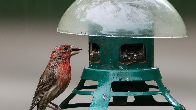 Bird eating seeds in the rain