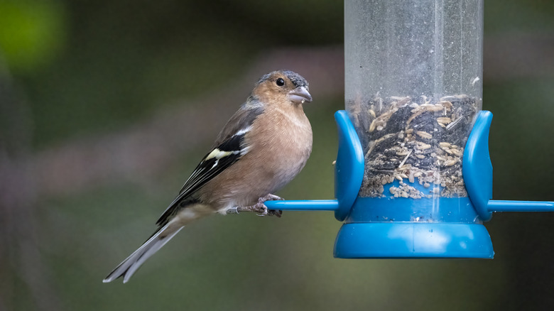 Bird on bird feeder