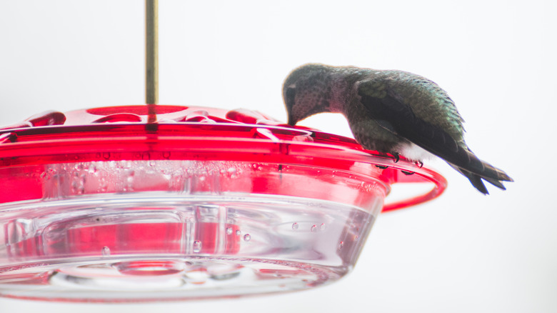 A hummingbird feeding 