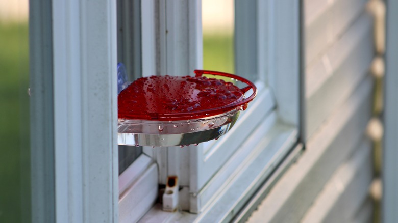 A window hummingbird feeder 