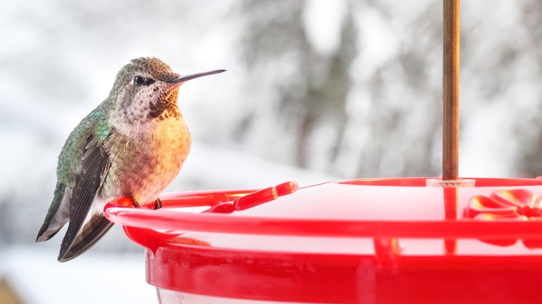 Hummingbird sits on a feeder