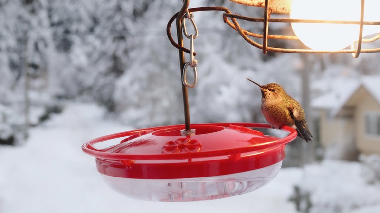 A hummingbird on a feeder with lights 