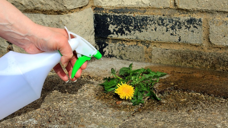 Person spraying dandelion