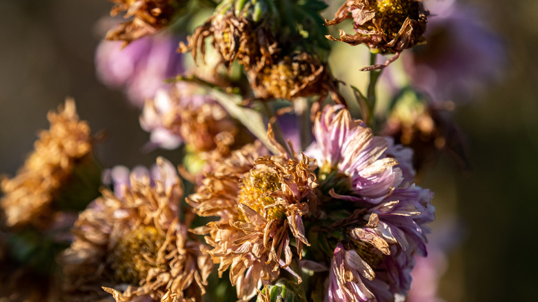 Close up of Aster flowers that are turning brown