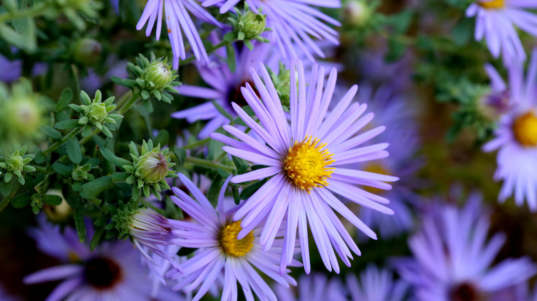 Close up image of vibrant Aster flowers