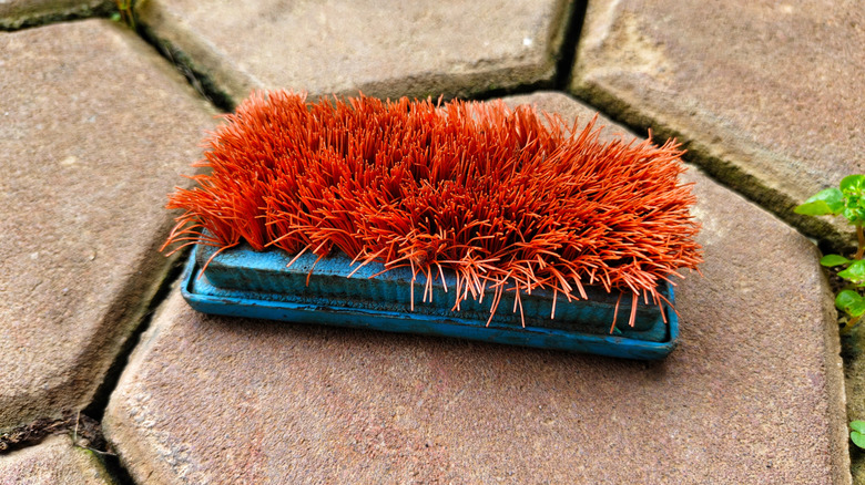 scrub brush on patio