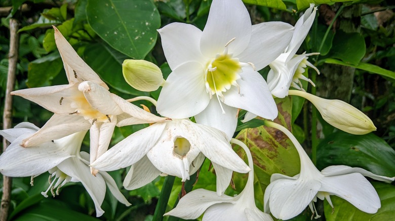 White tubular flowers of Amazon lily