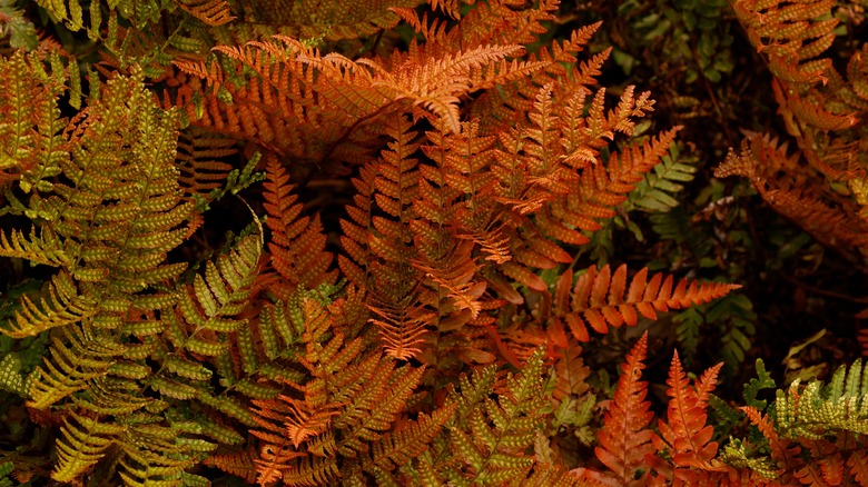 Copper foliage of autumn fern