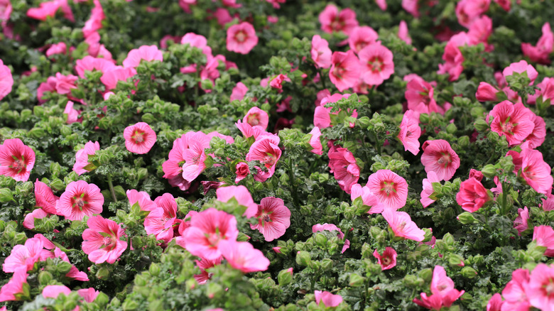 Pink blooming cape mallow flowers