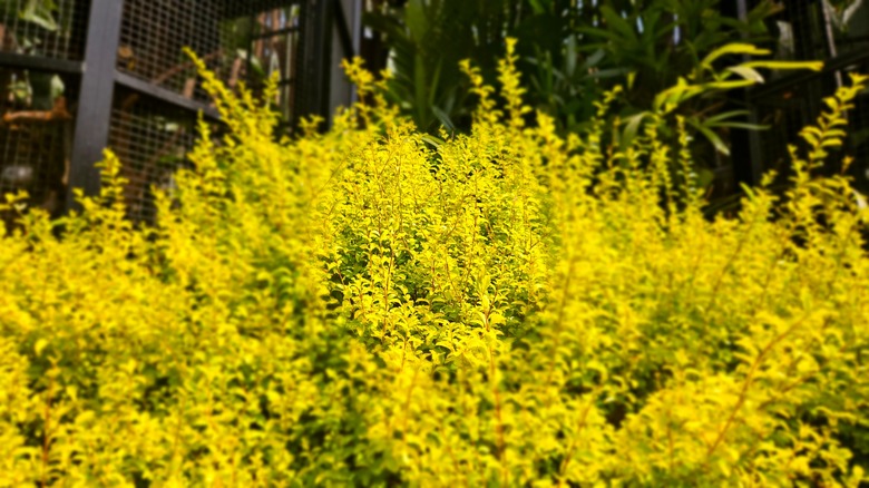 Chinese privet 'Sunshine' yellow foliage