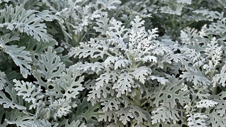 Dusty miller's silver and white foliage