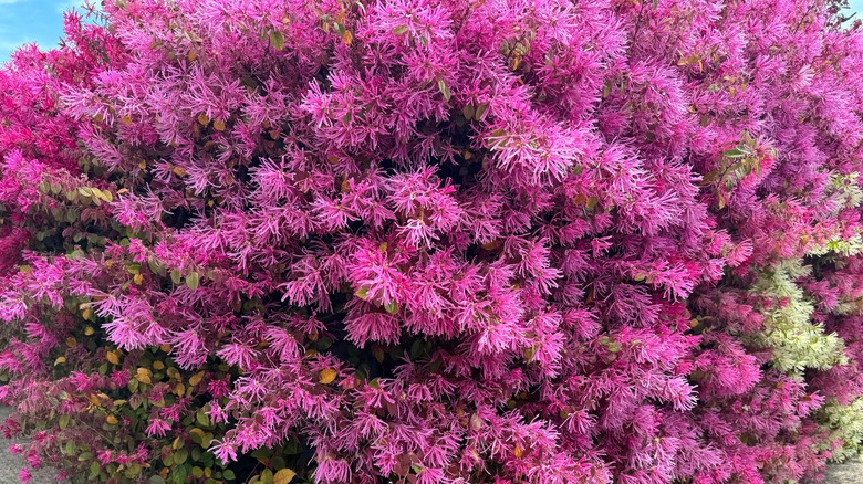 Lavender fringe flowers in bloom