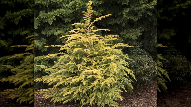 Golden Duke eastern hemlock foliage