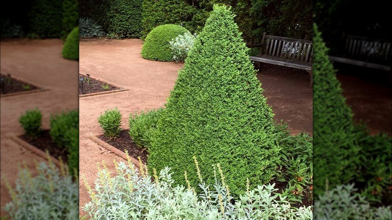 Green Mountain boxwood evergreen shrub