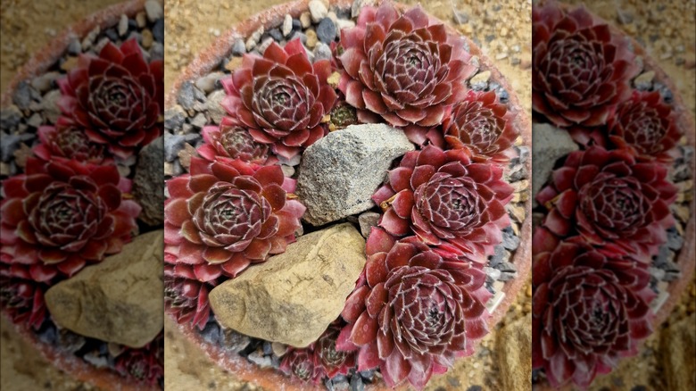 Red colored Hens and Chicks surrounding rocks