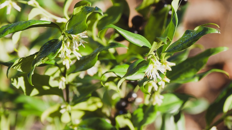 Himalayan sweet box's green stems and white flowers