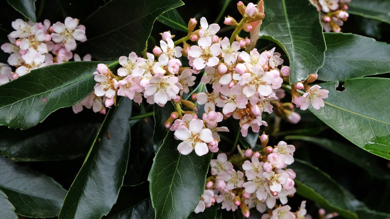 Dainty pink flowers of Japanese medlar among green leaves