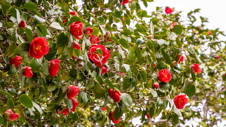 Blooming red flowers of 'Kramer's Supreme' camellia