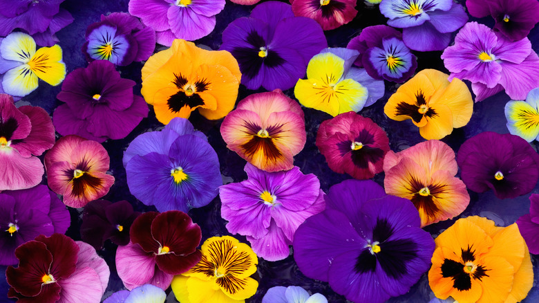 Colorful assortment on pansy flowers