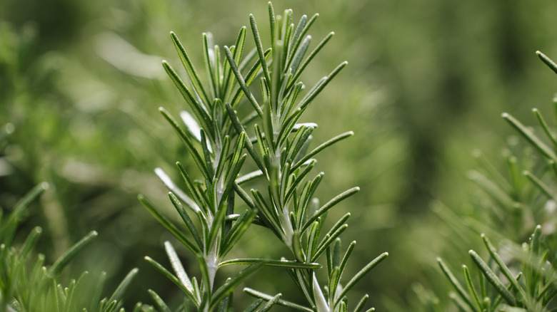 Rosemary growing in garden