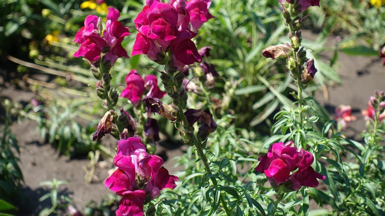 Magenta colored snapdragon flowers