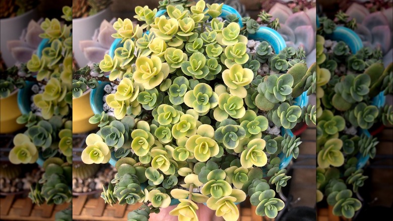 Holding SunSparkler 'Lime Twister' sedum in a pot